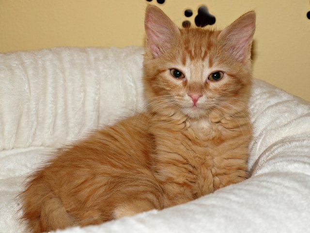 balisto am ersten tag im neuen zuhause