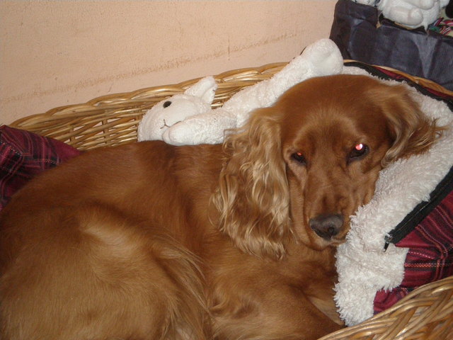 Phönix beim relaxen