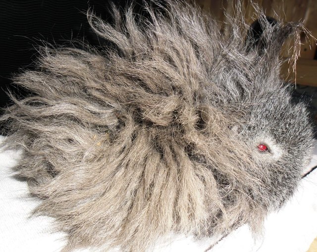 Ich bin kein Wischmopp,  :P ich bin in ein Meerschwein :) Lucy  gg