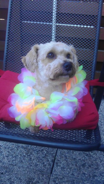 Chiara "Aloha Hawaii, dass wäre schön"