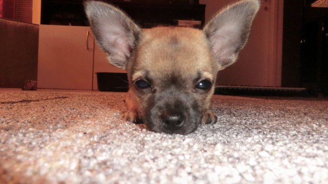 Schlafenszeit für kleine Chihuahuas