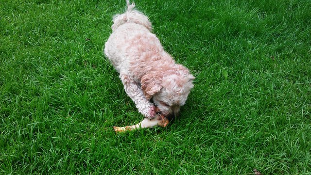 Chiara "Der große Kampf beginnt".