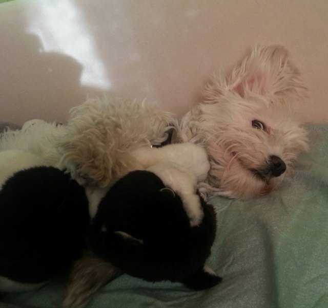 meine zwucki :) geschätzte 2 jahre alt, vom Tierschutzhaus