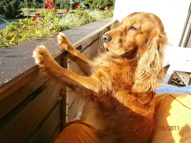 Phönix genießt die Aussicht von seinem Urlaubsquartier