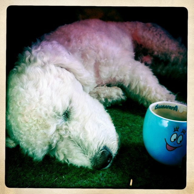 Mucki unser Hund (manche meinen auch Schaf) genießt die ersten Sonnenstrahlen am Balkon.