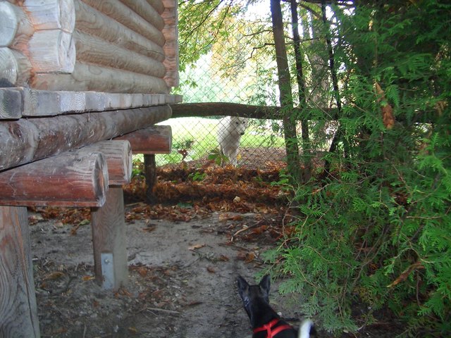 Chihuahua trifft Wolf