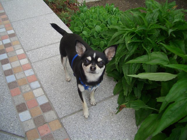 Ich würde gerne für Frauchen gewinnen *liebschau*