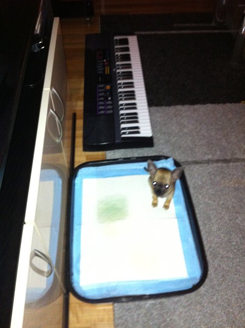 "Ich hab ganz brav Lulu ins Klo gemacht! Wo is meine Belohnung?"