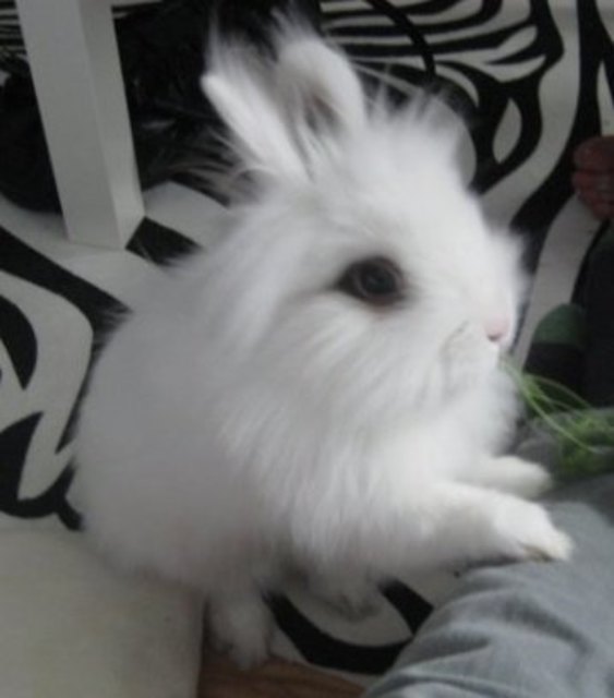 Mein süßer Flauschi