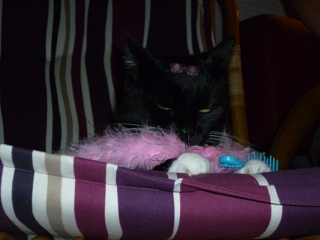 Chelsea mit Sonnenbrille