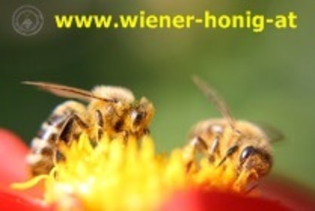 Wien´s nützlichstes Haustier