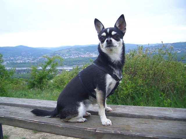 Ausflug am Bisamberg