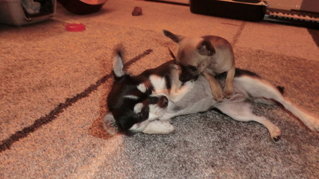 Ich hab dich gewarnt, jetzt beiß ich rein!