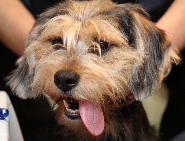 Zu viel Weihnachtskekse gefressen