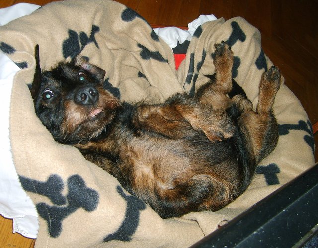 Rauhaardackel Tommy: "Wenn man schon nicht draußen rumtollen kann, muss man eben im Körbchen ein wenig Gymnastik machen!"