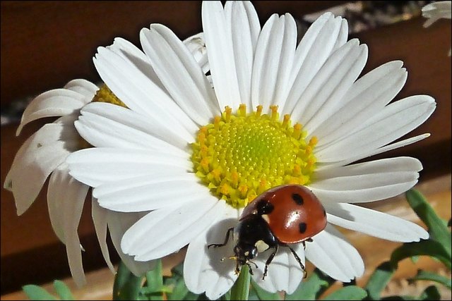 Ein Marienkäfer erfreut sich der Sonne im Garten von Regionautin (bz-Leserreporterin) Lieselotte Fleck. | Foto: Lieselotte Fleck