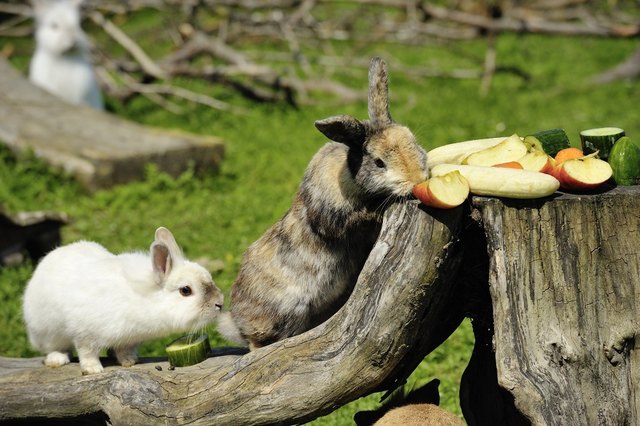 Kaninchen in der Pfotenhilfe Lochen: Sie dürfen nicht alleine gehalten werden und fühlen sich nur in einem großen Freigehege wohl. | Foto: Pfotenhilfe/Matthias Schickhofer