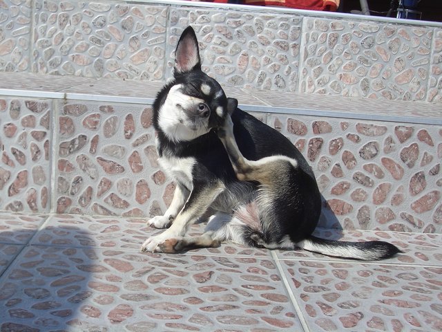 Ein warmer Steinboden, genüsslich kratzen und die Sonne aufm Kopf scheinen lassen - das is Leben