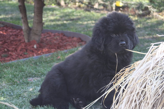 Vielleicht werd ich Vegetaria !