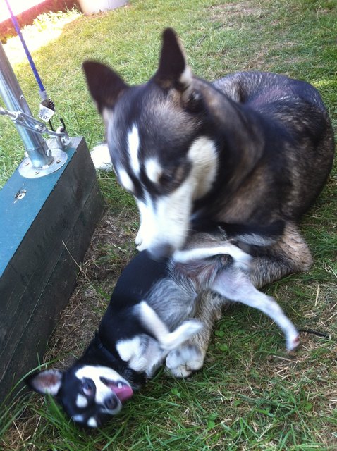 lieber doch Unterwerfen