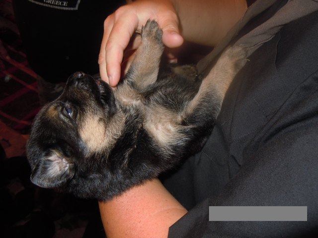 Ziva, das erste Treffen :)