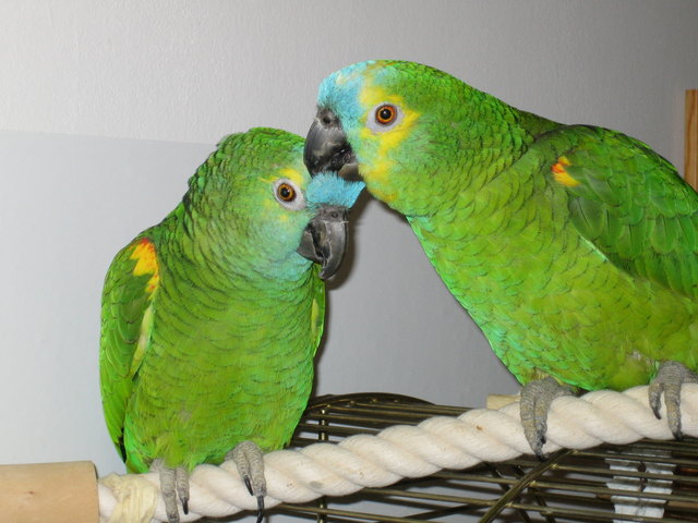 Pepi & Carlo "kraulend"