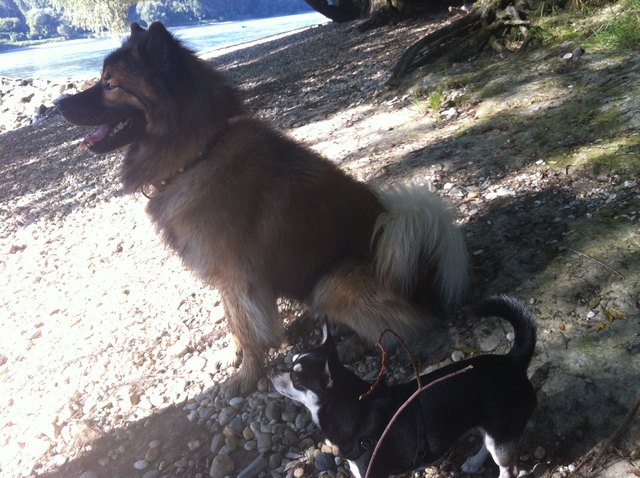 Kleiner Chihuahua, aber viele große Hundefreunde!