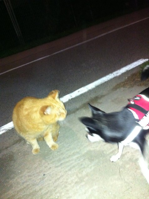 was man so alles in der Nacht beim Gassi-gehen zu Gesicht bekommt...