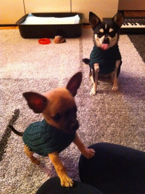 die allgemeine Meinung zu Rollkragenpullis von dem Hund rechts hinten