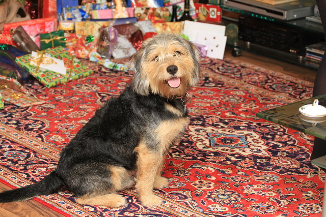 Es weihnachtet sehr...wo ist nur mein Knochen