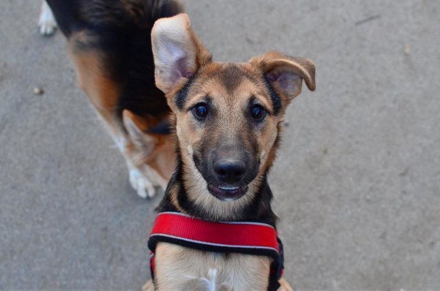 Wenn's nach mir ginge wären wir den ganzen Tag in der Hundezone spielen!