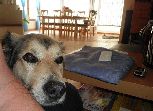 Amy kuschelt so gerne ...