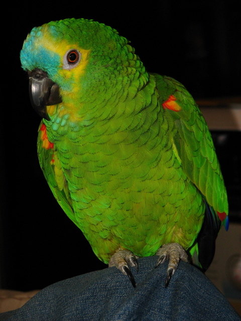 Pepi die liebste Blaustirnamazone der Welt ;-)