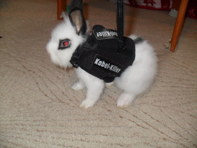 knuffelhase bunny