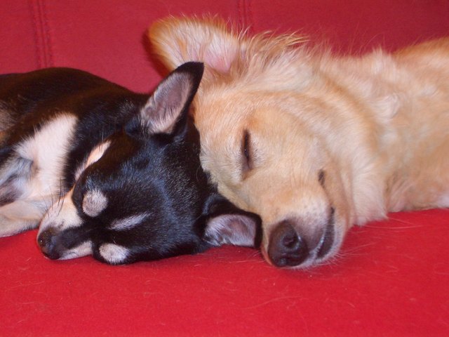 Niemand möchte gerne alleine schlafen, oder?