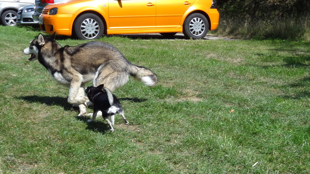 Husky flieht vor "Kampf"-Chihuahua
