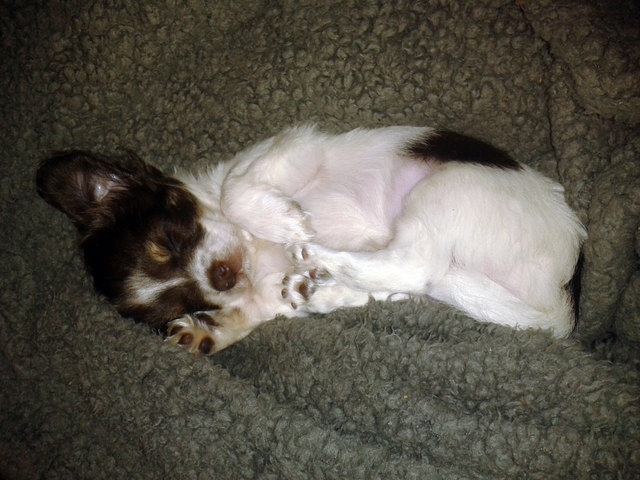 Teemo zählt Schäfchen