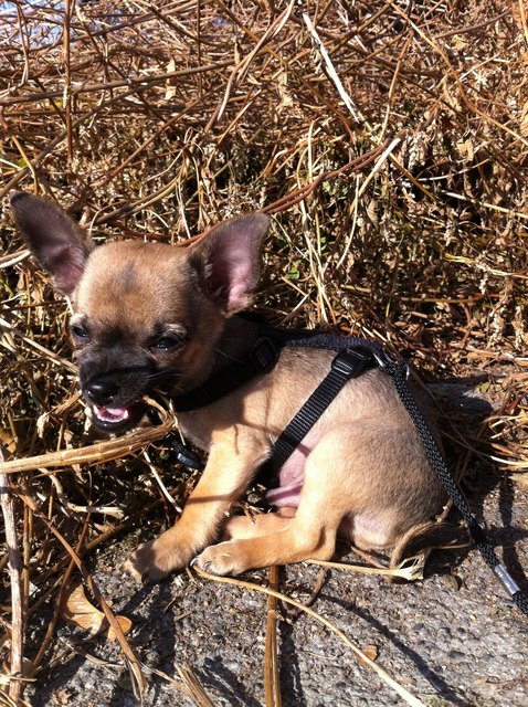 So viel Äste - ist das schön=)