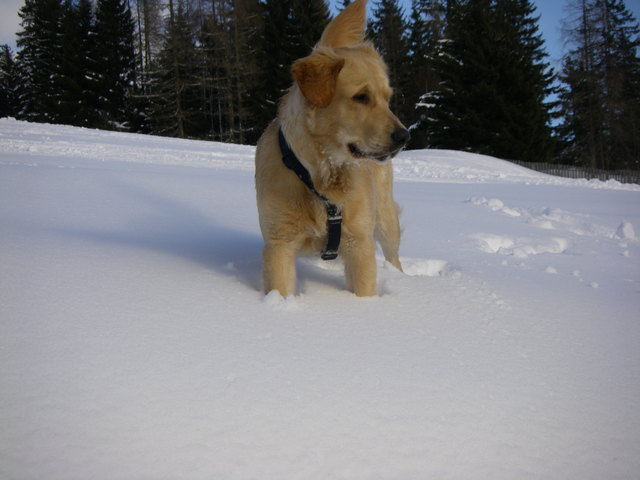 Marley unser Bergwächter. Du bist soooo süß.