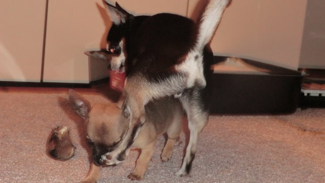 iiiihh deine pfote stinkt!