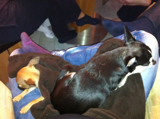 Kleine Hunde sind praktisch