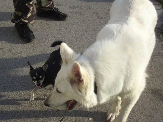 Die Kleine zeigt auch den Großen die Zunge!