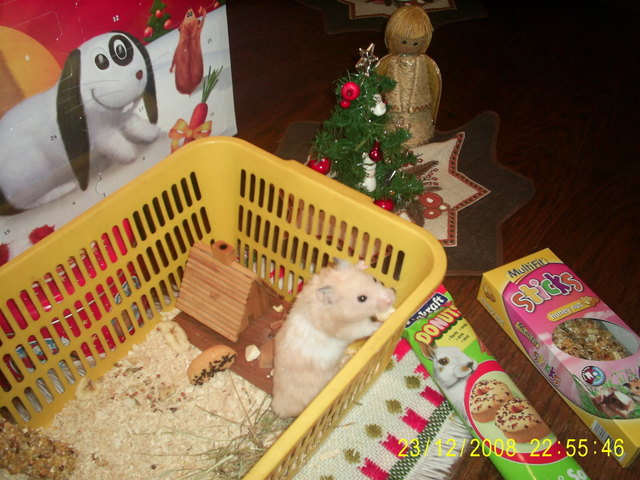 Hamster Knacki feiert Weihnachten mit Leckereien aus dem Adventkalender