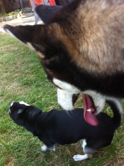 Kleiner Größenunterschied