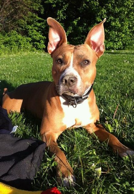 meine kampffliege ^^ das ist kara