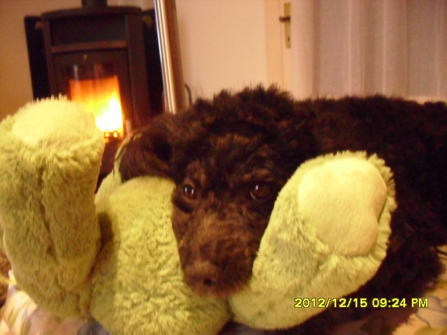 Ich bin Alvaro  4Jahre und ein Zwerg budel und sehr müde von spielen