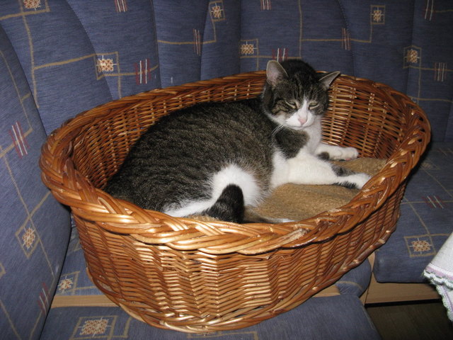 Petzi ist schon ein alter Herr, deshalb macht er es sich gerne bequem.