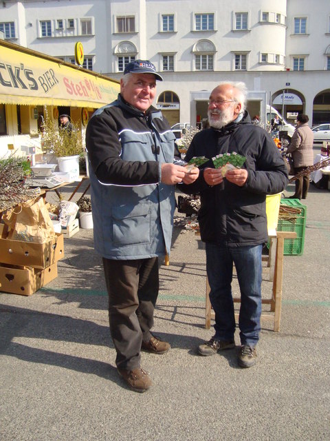 Walter Kutrowatz wird die neue Gemüsesorte noch dieses Wochenende vorziehen.