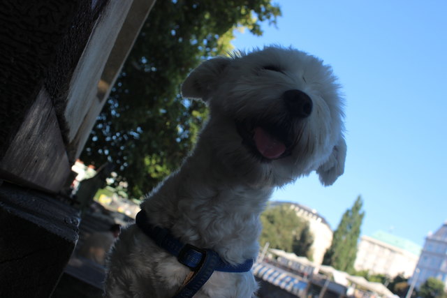 Ich bin der Hundekönig wiens :D