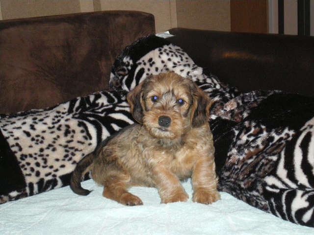 ätsch ich bin chelsy und bin 3 monate alt